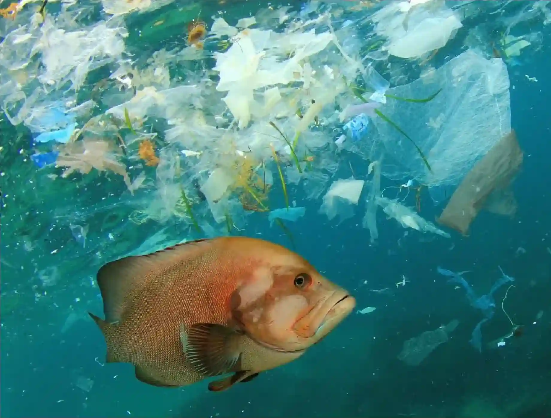 Fotografía mostrando contaminación plástica afectando ecosistemas naturales